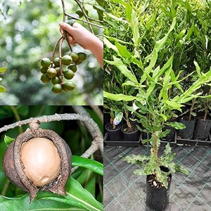 macadamia nut live plant nut fruit live plant world costly macadamia nut healthylive plant for outdoor living plant gardning native australiacreamy buttery nuts for home garden 1-2 feet size