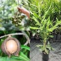 Macadamia Nut Live Plant Nut Fruit Live Plant World Costly Macadamia Nut HealthyLive Plant For Outdoor Living Plant Gardning Native Australia,Creamy, Buttery Nuts For Home Garden (1-2 Feet Size)