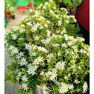 madhukamini muraiya live plant in pot  murraya paniculata  pack 1