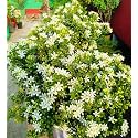 Madhukamini Muraiya Live Plant in Pot | Murraya Paniculata | Pack 1