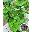 Malabar Spinach Seeds for Planting | Fresh Green Leafy Seeds | Basella Spinach Seeds for Home, Kitchen, Terrace &amp; Balcony Gardening (Pack Of 100 Seed)