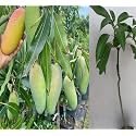 Malgova Mango Plant Hybrid 1 Healthy Live