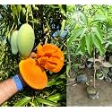 Mallika Mango Plant Grafted Fruit After 1-2