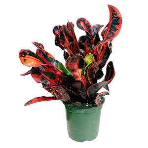 mammy croton decorative plant 34 hybrid - 1 healthy live easy to grow real indoor plant for home living room office39 15-2 ft height in nursery grow bag for home garden colour 1