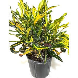 mammy croton decorative plant 34 hybrid - 1 healthy live easy to grow real indoor plant for home living room office39 15-2 ft height in nursery grow bag for home garden colour 8