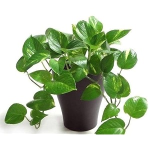 mammy croton decorative plant 34 hybrid - 1 healthy live easy to grow real indoor plant for home living room office39 15-2 ft height in nursery grow bag for home garden colour 10