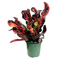 Mammy Croton Decorative Plant " hybrid - 1 Healthy Live Easy to Grow Real Indoor Plant for Home, Living Room Office,' 1.5-2 Ft Height in Nursery Grow Bag for Home Garden (Colour 1)