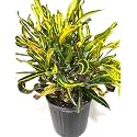 Mammy Croton Decorative Plant " hybrid - 1 Healthy Live Easy to Grow Real Indoor Plant for Home, Living Room Office,' 1.5-2 Ft Height in Nursery Grow Bag for Home Garden (Colour 8)