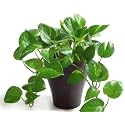 Mammy Croton Decorative Plant " hybrid - 1 Healthy Live Easy to Grow Real Indoor Plant for Home, Living Room Office,' 1.5-2 Ft Height in Nursery Grow Bag for Home Garden (Colour 10)