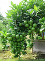 MANR Lemon Plant sapling