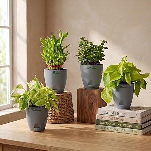 Marble Money Plant Lucky Bamboo Jade Plant