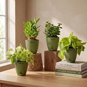 Marble Money Plant Lucky Bamboo Jade Plant