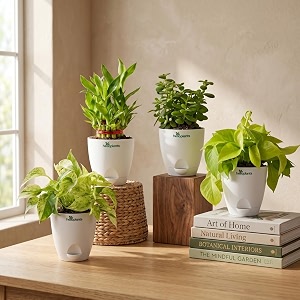 Marble Money Plant Lucky Bamboo Jade Plant