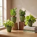 Marble Money Plant Lucky Bamboo Jade Plant