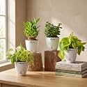 Marble Money Plant Lucky Bamboo Jade Plant