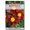 Navika Seeds ; Grow with Us Marigold french Flower Seed.Perfect for Terrace Gardening Winter &amp; Summer Blooms in India-Includes Free E-Book for Kitchen,Backyard,Gardening &amp; Planting.High Germination