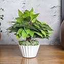 MARKET 99 Green Artificial Flower with Pot for Home Decor | Centrepiece Table Decoration Pots | Showpiece Vase for Dining Table, Living Room, Bedroom, Wedding, Birthday, and Office Desk