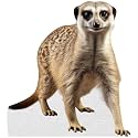 Meerkat - Life Size Cardboard Cutout Standup People with Support Standee | Animals -