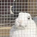 Metal Wire Mesh Fence Fence Animal Fencing Barrier Cages, Galvanized Chicken Wire Fence for Poultry Rabbits Ducks Birds, Length 16.5ft/33ft/49ft/65.5ft/82ft/98.5ft(1.5X10m/5X33ft)