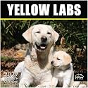 MICASA PRESS Yellow Labs 2027 Wall Calendar