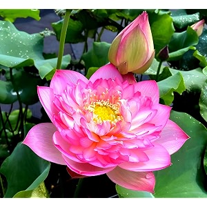 mini bowl multicolour lotus tuber nelumbo nucifera  pack of 2 live hybrid roots for water garden amp pond  mixed colours blooms  2 distinct varieties  full sun
