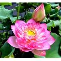 Mini Bowl Multicolour Lotus Tuber (Nelumbo nucifera) – Pack of 2 Live Hybrid Roots for Water Garden & Pond | Mixed Colours Blooms | 2 Distinct Varieties | Full Sun