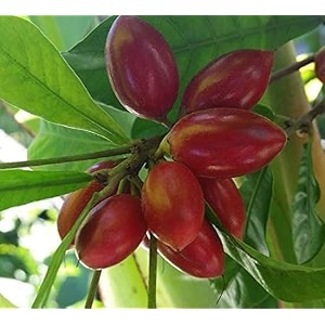 miracle fruitmiraculous berrymiracle berry grafted healthy live plant exotic hybrid plant air layeringgrafted tropical bush fruit 1 healthy live plant