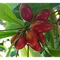 Miracle Fruit,Miraculous Berry,Miracle Berry Grafted Healthy Live Plant Exotic Hybrid Plant (Air Layering/Grafted) Tropical Bush Fruit 1 Healthy Live Plant
