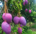 Miyazaki Mango Plant sapling
