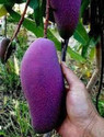 Miyazaki Mango Plant sapling