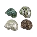 MMvolesy Assorted Turbo Shell,Hermit Crab Shells 4Pc