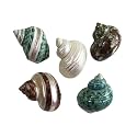 MMvolesy Assorted Turbo Shell,Hermit Crab Shells 5Pc 2Inch-2.75Inch