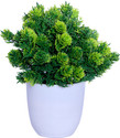 mogal Wild Artificial Plant  with Pot (16 cm, Green)