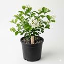 Mogra Jasmine Live Plant | Arabian Jasmine White Flower Plant | Sweet Fragrant Indoor Outdoor Flowering Plant for Home Garden Balcony Terrace Decor | Live Mogra Plant Pack of 1