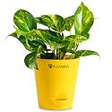 Money Plant Indoor Live Plant with Pot