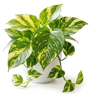 money plant live indoor plant in pot  home decor plant  pack of 1