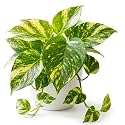 Money Plant Live Indoor Plant in Pot | Home Decor Plant | Pack of 1