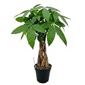 Money Tree Live Plant, Pachira Aquatica, 4 Inch Pot, Braided Indoor Houseplant, Easy Care