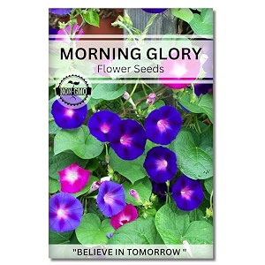 morning glory flower seeds for home gardening perfect for terrace gardening winter and summer blooms in india - includes free e-book for kitchen backyard gardening amp planting high germination