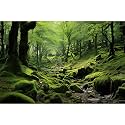 Moss Scenic Scenery Aquarium Background Tropical Forest with Lush Green Moss Terrarium Backdrop Stream Rocks Rainforest Natural Landscape Fish Tank Background Wallpaper Poster Decors Vinyl 60x24in