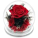 Mothers Day Birthday Gifts for Her Women Preserved Rose Forever Flower in Glass Dome Fresh Flowers Prime Valentines Day Anniversary Rose for Girlfriend Wife Sister Grandma (red)