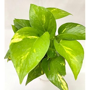 mphmi plants good luck money plant variegated with self watering pot pothos devils ivy