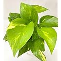 Mphmi Plants Good Luck Money Plant Variegated with Self Watering Pot pothos, devils ivy