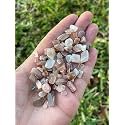 Multi Peach Moonstone Chips – Natural Mini Multi Peach Moonstone Stones, Crushed Undrilled Multi Peach Moonstone, Semi-Tumbled Genuine Multi Peach Moonstone (1/8 lb)