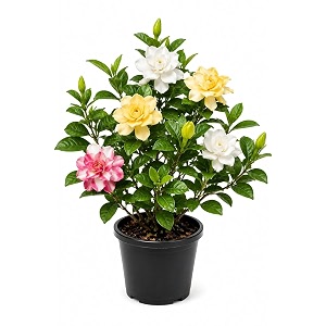 multicolor gandharaj gardenia live plant in pot  flowering plant