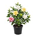 Multicolor Gandharaj Gardenia Live Plant in Pot | Flowering Plant