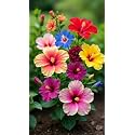 Multicolour Rainbow Hibiscus Live Plant with Pot | Rare Hybrid Double Petal Flowering Shrub | Colorful Gudhal Plant for Home Garden Balcony Terrace Outdoor Decor | Healthy Rooted Pack of 1