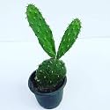 Nagfani Crown of Thorns Live Plant with