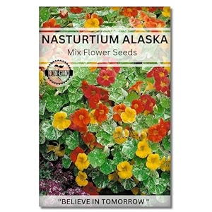 navika seeds  grow with us nasturtium alaska flower seeds for home gardening perfect for terrace gardening winter amp summer blooms in india - includes free e-book