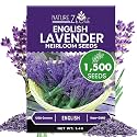 NatureZ Edge1500 English Lavender Seeds for Planting Outdoors or Indoors, 90% Germination, Lavender Plants, Non-GMO, Heirloom Herb Seeds (1 Pack)
